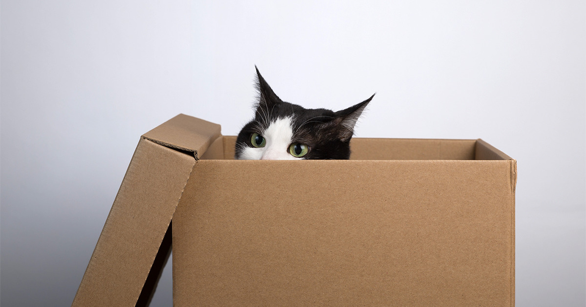 11 Helpful Tips For Moving With Cats